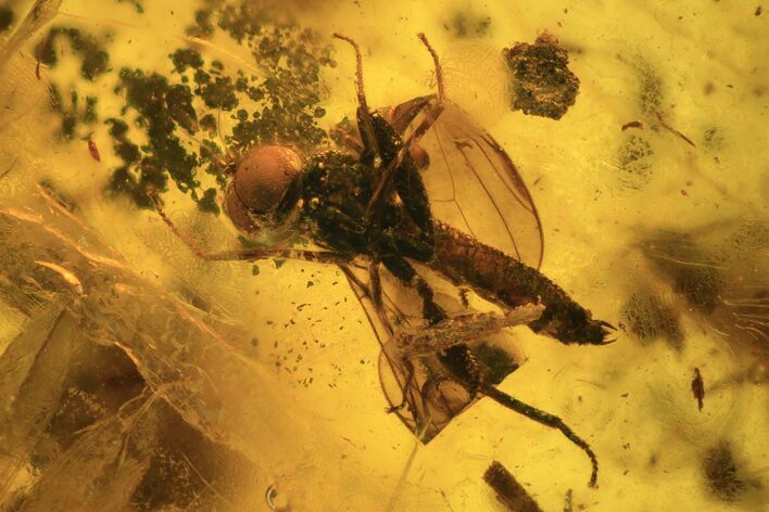Detailed Fossil Dance Fly (Empididae) In Baltic Amber #120614